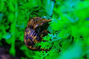 macro fotografia. animale vicino su. macro tiro di il viola terra eremita Granchio o cenobita brevimano, provando per scalata viti. tiro nel macro lente foto