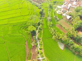 aereo Visualizza di agricoltura nel riso i campi per coltivazione nel ovest Giava Provincia, Indonesia. naturale il struttura per sfondo. tiro a partire dal un' fuco volante 200 metri alto. foto