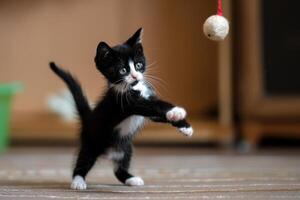 un' giocoso smoking gattino batting a un' penzoloni giocattolo, suo coda flicking indietro e via con eccitazione foto