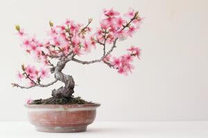 mini ciliegia albero nel un' decorativo pentola esso ha delicato rosa fiori. foto