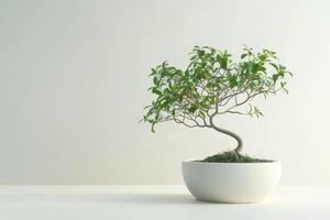 piccolo ficus albero elegante pentole su un' puro bianca sfondo foto