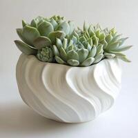 contemporaneo ceramica vaso mostrando un' gruppo di succulento sculture. foto