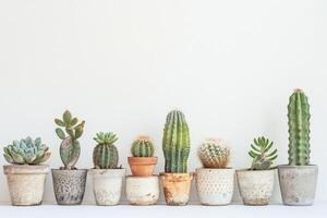 riga di ornamentale cactus foto