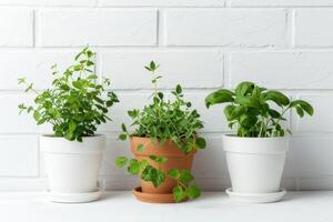 verde impianti fioritura nel pentole bianca sfondo foto