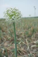 un' grande cipolla bianca fiore con molti piccolo bianca fiori foto