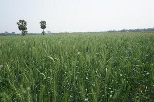 un' campo di verde Grano con alto verde steli foto