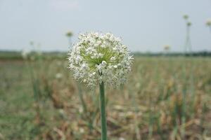 un' grande cipolla bianca fiore con molti piccolo bianca fiori foto