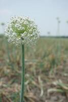 un' grande cipolla bianca fiore con molti piccolo bianca fiori foto