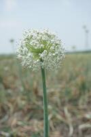 un' grande cipolla bianca fiore con molti piccolo bianca fiori foto