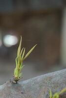 un' giovane albero ramo con piccolo verde le foglie foto