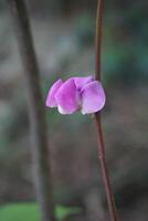 un' singolo rosa fiore è in crescita su un' stelo foto