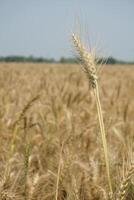 un' campo di Grano è mostrato nel il distanza foto