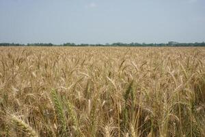 un' campo di Grano è mostrato nel il distanza foto