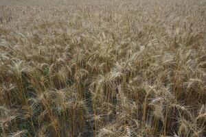 un' campo di Grano è mostrato nel il distanza foto