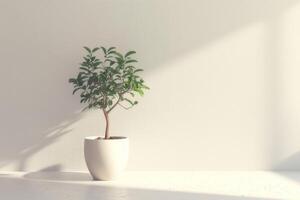 piccolo ficus albero elegante pentole su un' puro bianca sfondo foto