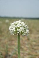 un' grande cipolla bianca fiore con molti piccolo bianca fiori foto