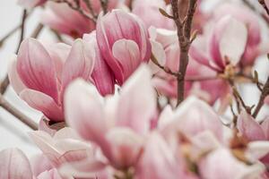 magnolia sulanjana fiori con petali nel il primavera stagione. bellissimo rosa magnolia fiori nel molla, selettivo messa a fuoco. foto