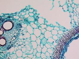 micrografia del gambo di cucurbita foto