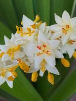 messicano tuberosa fiore foto