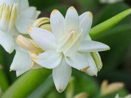 messicano tuberosa fiore foto