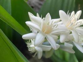 messicano tuberosa fiore foto