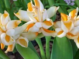 messicano tuberosa fiore foto