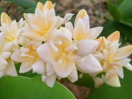 messicano tuberosa fiore foto