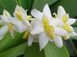 messicano tuberosa fiore foto