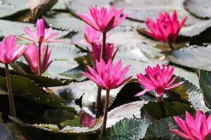 vicino su Visualizza di coppia di rosa Ninfea nel blomm galleggiante su il lago foto