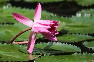 vicino su Visualizza di coppia di rosa Ninfea nel blomm galleggiante su il lago foto