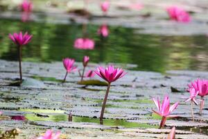 vicino su Visualizza di coppia di rosa Ninfea nel blomm galleggiante su il lago foto