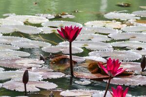 vicino su Visualizza di coppia di rosso Ninfea nel blomm galleggiante su il lago foto