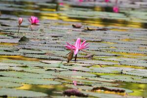 vicino su Visualizza di coppia di rosa Ninfea nel blomm galleggiante su il lago foto