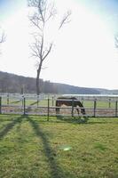 equestre ranch stabile cortile in esecuzione cavalli, cavallo mangiare erba su estate campo, di razza stallone pascolo panoramico sfondo foto