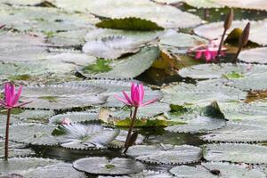 vicino su Visualizza di coppia di rosa Ninfea nel blomm galleggiante su il lago foto