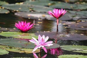 vicino su Visualizza di coppia di rosa Ninfea nel blomm galleggiante su il lago foto