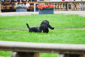 Due cani correre dopo ogni altro nel il parco. verde campo nel il città. foto