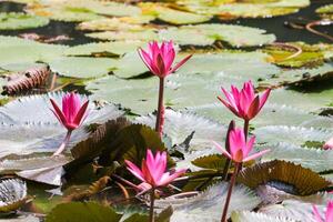 vicino su Visualizza di coppia di rosa Ninfea nel blomm galleggiante su il lago foto