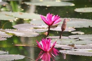 vicino su Visualizza di coppia di rosa Ninfea nel blomm galleggiante su il lago foto