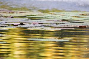 amazon pioggia foresta acqua lilly. loto le foglie floatomg su acqua foto