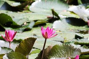 vicino su Visualizza di coppia di rosa Ninfea nel blomm galleggiante su il lago foto