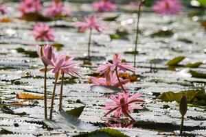 vicino su Visualizza di coppia di rosa Ninfea nel blomm galleggiante su il lago foto