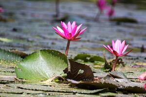 vicino su Visualizza di coppia di rosa Ninfea nel blomm galleggiante su il lago foto