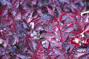 un' vicino su di un' foglia con acqua goccioline su esso. rosso foglia dopo pioggia foto