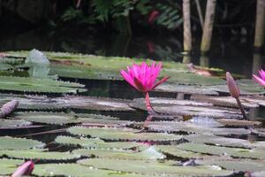 vicino su Visualizza di coppia di rosa Ninfea nel blomm galleggiante su il lago foto