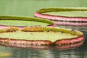 amazon pioggia foresta acqua lilly. loto le foglie floatomg su acqua foto