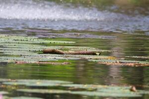 amazon pioggia foresta acqua lilly. loto le foglie floatomg su acqua foto