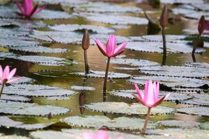 vicino su Visualizza di coppia di rosa Ninfea nel blomm galleggiante su il lago foto