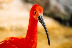 un' vivido scarlatto ibis sta con grazia nel acqua, suo vivace piume riflettendo su il superficie foto