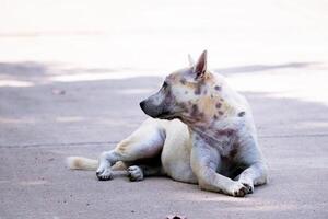 un' bianca vagante cane si siede su il calcestruzzo strada. vuoto spazio per entrata testo. foto